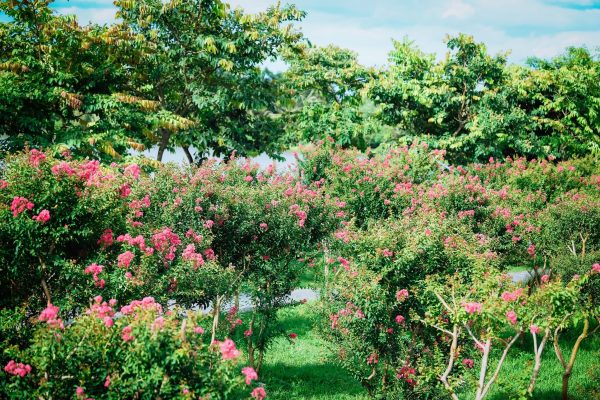 Mua Ecopark Ninh Bình để ở có cần đăng ký dịch vụ vận hành không?